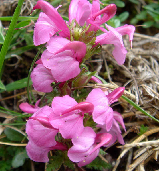 Pedicularis pyrenaica photo